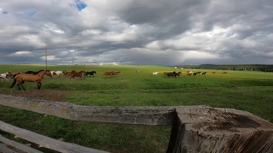 Wide green field with a herd of horses running across under a cloudy sky, viewed over a rustic wooden fence
