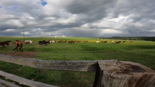 Horses running across a wide grassy field under a cloudy sky, with a wooden fence in the foreground