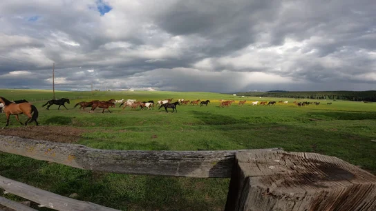Horses running across a grassy field under a cloudy sky with a wooden fence in the foreground