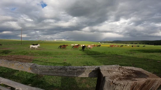 Horses running through a wide green pasture under a cloudy sky with a wooden fence in the foreground