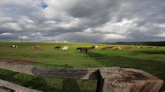 A herd of horses running across a large green pasture under a dramatic cloudy sky, seen from behind a wooden fence