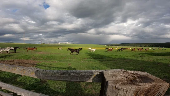 Horses running across a wide green pasture under a cloudy sky, viewed from behind a weathered wooden fence