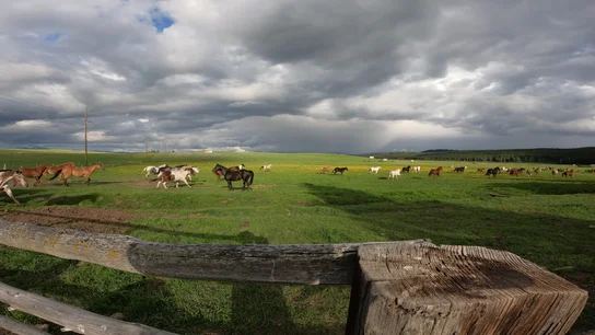 Herd of horses running and grazing in a sunlit green pasture under a dramatic cloudy sky with wooden fence in the foreground