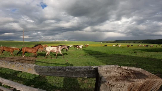 Horses running across a green grassy field under a cloudy sky with a wooden fence in the foreground