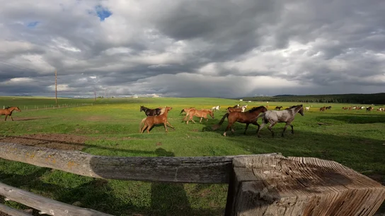 Multiple horses running across a green grassy pasture under a cloudy sky with a wooden fence in the foreground
