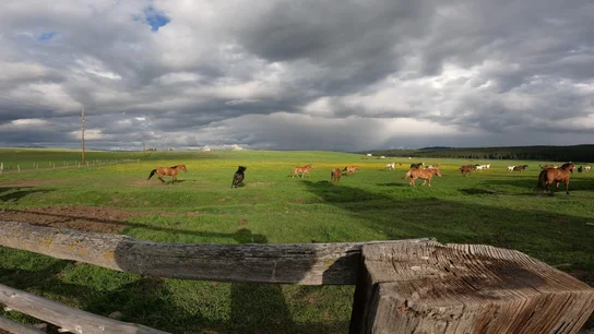 Several horses running and grazing in a wide green pasture under a cloudy sky, viewed beyond a weathered wooden fence