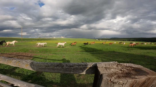 Horses running across a green pasture under a cloudy sky, viewed over a wooden fence