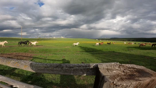 Horses running across a green pasture under a cloudy sky, viewed over a rustic wooden fence with shadows cast on the grass
