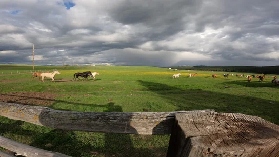 Horses running and grazing in a large green pasture under a cloudy sky, viewed over a rustic wooden fence