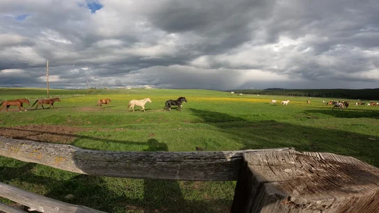 Horses walking and grazing in a large green pasture under a cloudy sky with a wooden fence in the foreground