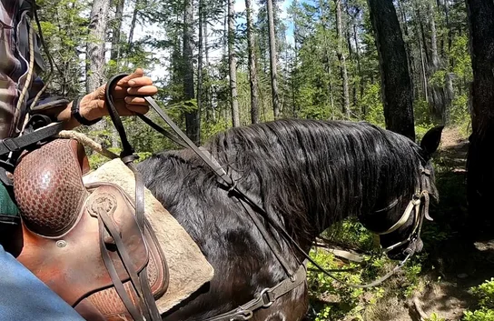 Close-up view of a rider's hand holding reins and a black horse with a saddle on a forest trail surrounded by tall trees