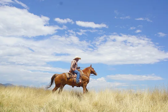 Person wearing a cowboy hat and plaid shirt riding a brown horse through tall dry grass under a partly cloudy blue sky
