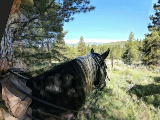 Person sitting on a black horse with a light mane, looking out over a sunlit meadow surrounded by pine trees under a clear blue sky