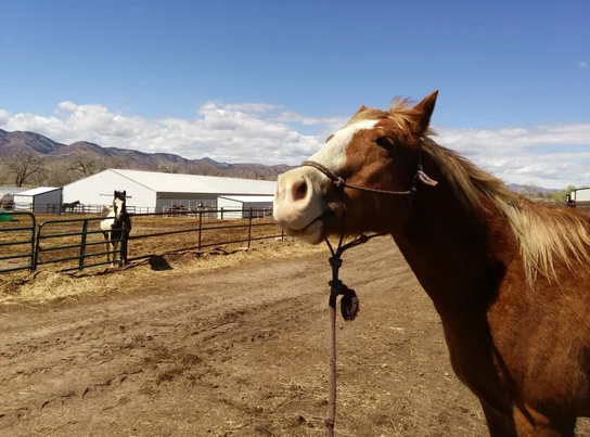 Close-up of a chestnut horse with a white blaze on its face wearing a rope halter, standing in a dirt area near fenced enclosures with other horses and ranch buildings in the background under a partly cloudy sky