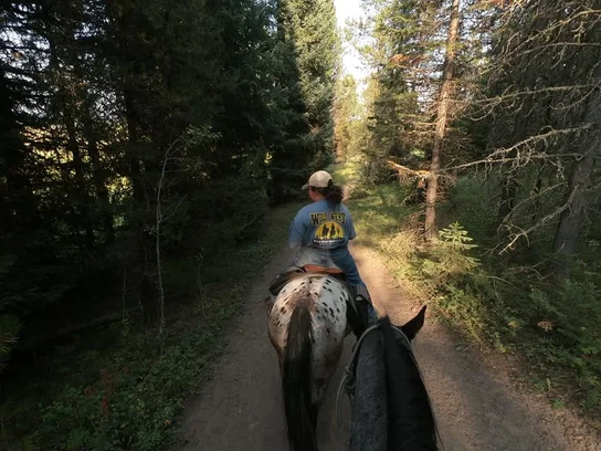 View from horseback following a rider wearing a blue shirt and hat along a forest trail surrounded by tall trees