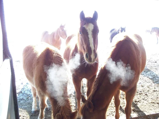 Several horses standing close together with visible breath vapor in cold air