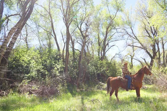 Person wearing a cowboy hat and plaid shirt sitting on a brown horse in a sunlit grassy area with tall trees and dense green foliage in the background
