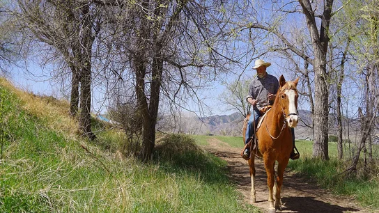 Man wearing a cowboy hat riding a brown horse on a dirt path flanked by grass and leafless trees under a clear blue sky