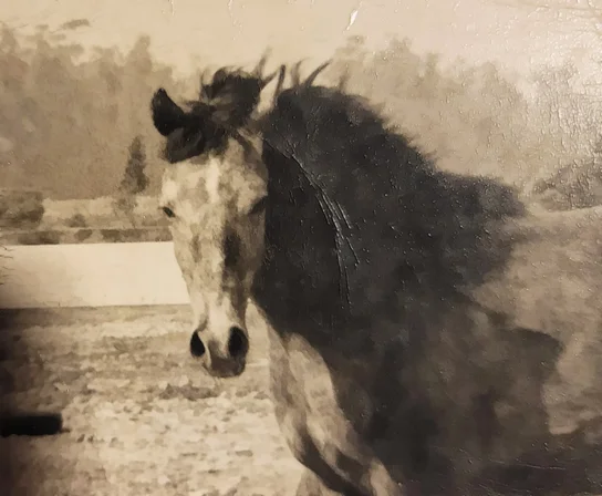 Close-up of a horse with a dark mane blowing in the wind and a light-colored face