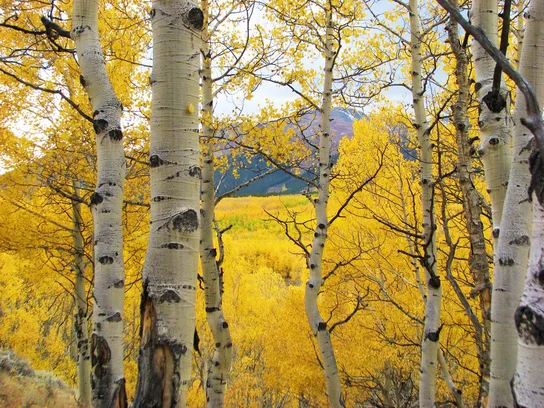 wpic090.webp
