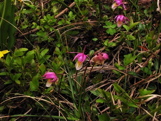 wpic220.webp