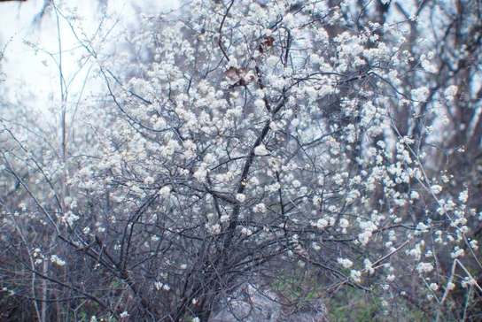 wpic270.webp