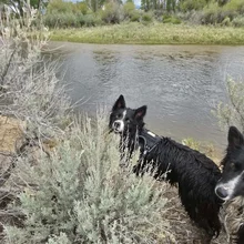 Two wet black and white dogs standing near a riverbank with tall shrubs and trees in the background