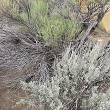 Dry shrubbery with green and silvery-gray leaves growing in sandy soil