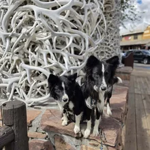 Two black and white dogs standing on a stone ledge in front of a large wall covered with intertwined white antlers