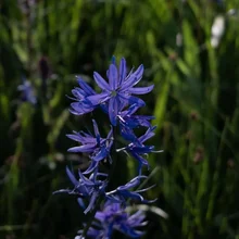 Tall purple wildflower with multiple clustered blooms against a blurred green grassy background