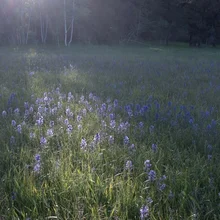 Sunlight filtering through trees illuminates purple wildflowers in a grassy meadow