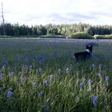 Black and white dog standing in a field of tall green grass with scattered purple wildflowers, with a forest in the background under a cloudy sky