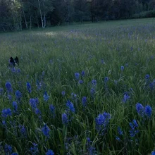 Black and white dog partially hidden in tall grass among purple wildflowers in a sunlit meadow surrounded by trees
