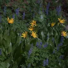 Cluster of yellow flowers with broad green leaves among tall purple flowering plants in a natural setting