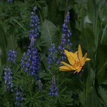 Tall purple flowers alongside a single yellow flower with large green leaves in the background