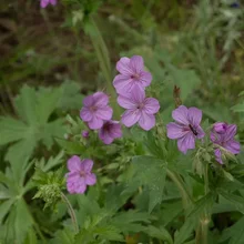 Cluster of small purple flowers with green leaves and a small insect on one flower