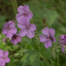 Purple flowers with visible veins and a small dark insect on one of the petals surrounded by green leaves