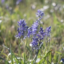 Clusters of delicate purple wildflowers in a sunlit grassy field