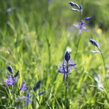 Tall green grass with small purple wildflowers blooming in sunlight
