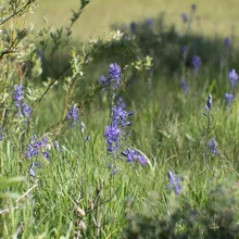 Tall slender purple wildflowers growing among green grass in a sunlit meadow