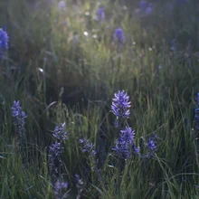 Purple wildflowers growing in tall green grass with sunlight filtering through