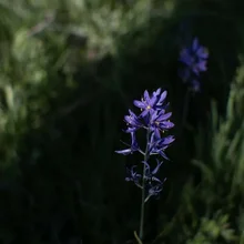 Single purple wildflower with yellow centers standing out against a blurred background of green grass and foliage