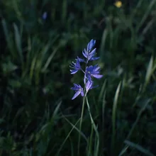 Delicate purple wildflower standing out against dark green grassy background