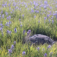Field of green grass dotted with small purple flowers surrounding a large gray rock