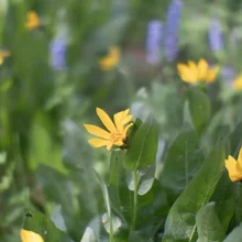 Yellow flowers with green leaves and some purple flowers in a softly blurred background
