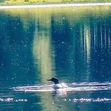 A bird swimming on a calm, reflective body of water with trees reflected in the background