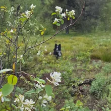 Branches with white flowers in sharp focus with a grassy, wooded area and a black and white dog blurred in the background
