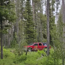 red pickup truck parked in a dense forest with tall pine trees and green undergrowth