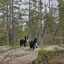 Two black and white dogs standing on a large rock in a forested area with tall pine trees