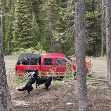Two black dogs playing together near a red pickup truck parked on a dirt road surrounded by tall pine trees